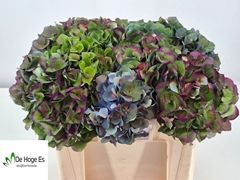 Hydrangea Royal Crown Classic 50cm 16-18cm Hd