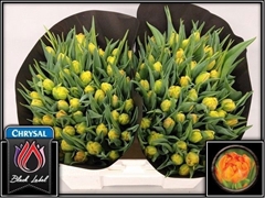 Tulip Double Monte Orange 35cm 35gr.