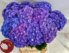 Hydrangea Royal Kiss 65cm 12-14cm Hd