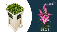 Lily Oriental Lexus 75cm 3+