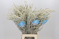 Amaranthus Lividus Yearming Desert 80cm