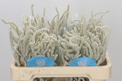 Amaranthus Lividus Yearming Desert 50cm