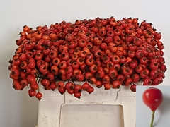 Rosa Red Hooijdonk 2.0 35cm