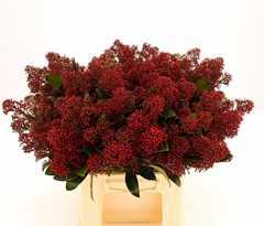 Skimmia Japonica Rubella Per Bunch 40cm