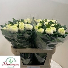 Chrysanth Single Ping Pong 80cm 100gr.