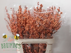Ilex Verticillata Winter Gold 90cm