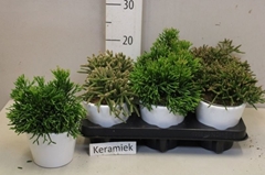 Rhipsalis Mix 10Ø 20cm
