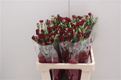 Dianthus Spray Chateau 60cm