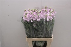 Matthiola Iron Cherry Blossom