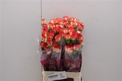 Dianthus Single Zenit 70cm