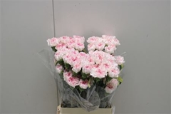 Dianthus Single Yukari Cherry 75cm