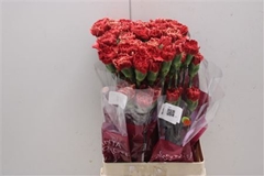 Dianthus Single Piet 70cm