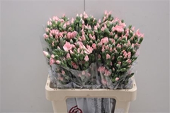 Dianthus Spray Single Solomio Cas 60cm