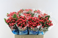 Hypericum Coco Tango 50cm