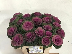 Brassica Red Crane 60cm