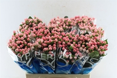Hypericum Coco Casino 60cm