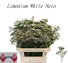Limonium Caspium White Neto 80cm 40gr.