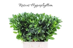 Ruscus Hypophyllum 70cm