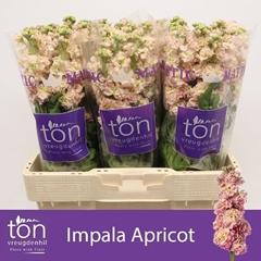 Matthiola Apricot 57cm
