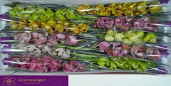Cymbidium Mini Mix 60cm