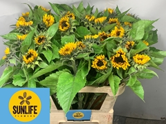 Helianthus Solano Flame 80cm