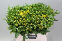 Helenium Kanaria 60cm
