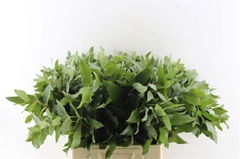 Eucalyptus Robusta Juveniel 55cm