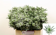 Eryngium Sirius Questar 40cm