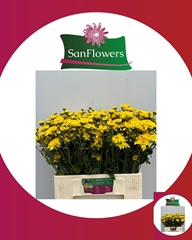 Chrysanth Spray Beppie Yellow 60cm 70gr.