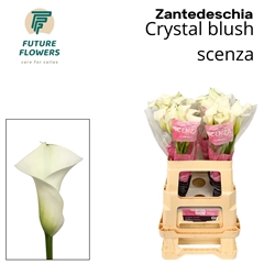 Zantedeschia Crystal Blush 60cm