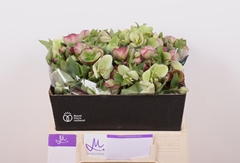 Helleborus Mammoth Mix 40cm