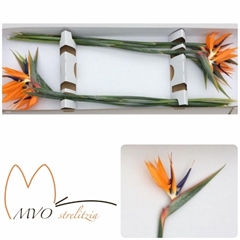 Strelitzia Reginae Flower 90cm 17cm