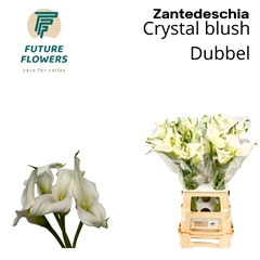 Zantedeschia Crystal Blush 70cm Twisted