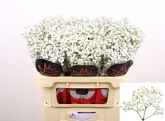 Gypsophila Paniculata Xlence 70cm 20gr.
