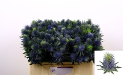 Eryngium Supernova Questar 50cm