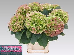 Hydrangea Verena Classic 80cm 21-23cm Hd