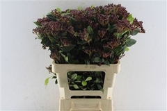 Viburnum Tinus Red Spirit 60cm