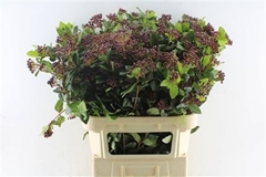 Viburnum Tinus Red Spirit 80cm