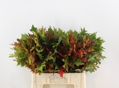 Quercus Palustris 60cm
