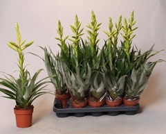 Tillandsia Oerstediana 12Ø 55cm