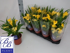 Zantedeschia Sunclub 14Ø 35cm