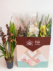 Cymbidium Mixed 14Ø 75cm 4st