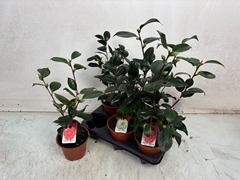 Camellia Japonica 13Ø 47cm
