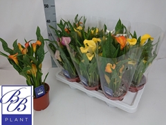 Zantedeschia Mix 14Ø 40cm