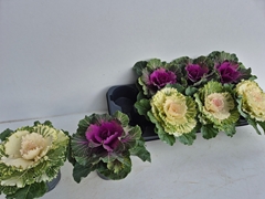 Brassica Oleracea 12Ø 15cm