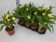 Zantedeschia Sunclub 14Ø 40cm