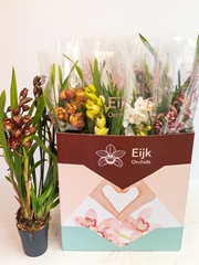 Cymbidium Mixed 14Ø 75cm 3st