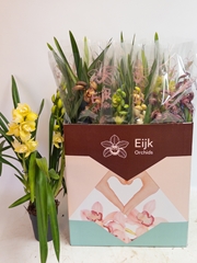 Cymbidium Mixed 14Ø 75cm 2st