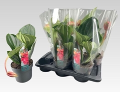 Medinilla Flamenco 17Ø 40cm 1bl
