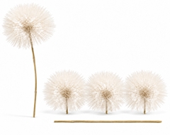 Taraxacum Puste Natural 35cm